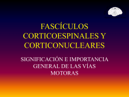 FASCÍCULOS CORTICOESPINALES Y CORTICONUCLEARES SIGNIFICACIÓN E IMPORTANCIA GENERAL DE LAS VÍAS MOTORAS   FASCÍCULOS CORTICOESPINALES Y CORTICONUCLEARES • Los cilindroejes de la corteza motora forman dos fascículos: – Corticoespinal, que termina enla médula espinal – Corticonuclear.