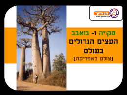   www.2smile.co.il     סקויה ו  - בואבב    העצים הגדולים   בעולם   (צולם באפריקה)   קשה לצלם את עץ הסקויה מפאת גודלו   בעיקר רואים את גודלו לפי הגזע .  