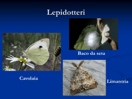 Lepidotteri  Baco da seta  Cavolaia  Limantria   Lepidotteri Il nome deriva dal greco antico lepi (lepis): squama, scaglia e pterón (pteron): ala. La parola lepidottero significa letteralmente “ali con.