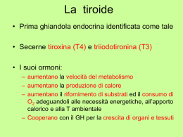 La tiroide • Prima ghiandola endocrina identificata come tale • Secerne tiroxina (T4) e triiodotironina (T3)  • I suoi ormoni: – aumentano la velocità.