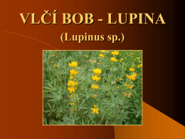 VLČÍ BOB - LUPINA (Lupinus sp.) Hospodářský význam lupiny  Lupina se využívá ke krmení, zelenému hnojení, tak i ke krmení v zeleném.