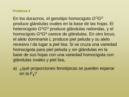 Problema 4  En los duraznos, el genotipo homocigoto GOGO produce glándulas ovales en la base de las hojas.