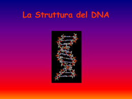 La Struttura del DNA La struttura laterale del DNA è composta da unità ripetute ed alternate di gruppi fosfato e di 2deossiribosio, uno zucchero pentoso.