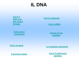IL DNA Cos’è il DNA e da che cosa è formato  Cosa sono i cromosomi  Cos’è un gene  Il genoma umano  Dov’è contenuto Cos’è mRNA  Sintesi di una proteina  Le mutazioni genetiche Cos’è il.