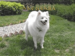 狐狸犬，又名日本丝(绒)毛犬、日本尖嘴犬， 英文名Japanese Spitz。成犬身高30~38公分， 体重6.4-10千克，寿命在12年左右。原产于日 本，据说大约在日本大正十三年时，在德国由 西伯利亚原产丝毛犬型的萨摩耶犬与日本犬杂 交而成，后经过改良为可爱貌的纯白小型日本 狐狸犬。该犬外观毛色为纯白色，双重被毛， 颈部周围、胸部及尾巴有丰满的丛毛，特别膨 松。黑色的大眼睛，耳朵直立而且呈现三角形， 又圆又黑的小鼻子，咀尖。脚圆，趾间有丰满 的饰毛，尾巴有丛毛卷至背部。蓬松、丰厚、 纯白的被毛非常美。整体具有一种均衡之美， 营造出这种狗独特优雅的气质，非常可爱。   体高：公犬30~40厘米；母犬25~35厘米。 体重：6．4~10千克。 头部：头相当大，头 盖平而宽，口吻中等长，尖而不太细；鼻小 而尖，鼻端呈黑色；唇黑而不松弛；牙齿粗 壮坚实，呈剪式咬合。 耳部：耳为小三角形的直立耳，被短的被毛 遮盖。 眼睛：眼睛圆大而略呈三角形，色黑，眼缘 黑色。 颈部：颈长适中，有丰满的襞襟毛。 躯干：体长稍大于体高，胸部宽深适度，肋 骨弯曲度好。背部平直，腰部宽，腹上收。 四肢：前肢直，肘部近于胸底；后肢大腿宽 阔而肌肉丰满，跗关节弯曲适度；脚圆，紧 凑，猫型趾，趾间饰毛丰富。 尾部：尾为覆盖长饰毛的卷尾，始终卷曲于 背上；尾根高。 被毛：被毛细密柔软。 毛色：以明亮的纯白色为主。 步态：步伐灵活、自如。   一些狗狗并不挑食，而另一些狗狗，特别是那些巨型和微型狗则极为挑食。狗狗比较喜欢 食肉，不喜欢吃粮食，而且它们可能会更钟爱某种肉，例如，牛肉。它们喜欢各种口味且 尤其偏爱甜食及较咸的味道浓重的食物。食物的气味也很重要，因为，这会影响它们的胃 口。大部分的狗狗会乐于每天吃同一种食物。如果其饮食均衡，营养充足，那么，这种饮 食习惯就是合理的。但许多狗狗还是喜欢吃变化的食物，即使刚开始时它 不能适应新的食 物甚至会产生腹泻。所以，您为它选择的新的食物最好与它们通常所吃的食物种类相同。 大多数狗狗每天吃一顿，但如果对它们的饲喂次数有 所改变，它们也会很快适应。在野外， 狗狗可能几天中只能吃到一顿饭，即使这样，大多数狗狗还是更喜欢一天多餐。无论您一 天饲喂几次，只要食物摄取量能满足 能量的需求并且食物中营养均衡、充足，就可以使您 的狗狗保持健康。对大多数狗狗而言，如果您无限制地为其提供食物，它就会进食过量， 但这也因犬而异。银狐犬会超量进食的习惯可能与它从前在野外的生活有关，那时它们可 能几天也抓不到猎物。   体格强壮、精力充沛、开朗、易兴奋而略 带点神经质，感觉敏锐，高傲自大，忠于 主人，对陌生人猜忌、爱吠。幼犬时期应 加强训练，克服其胡乱吠叫的缺点。 深受 儿童的喜爱，由于体型小，适合在城市公 寓生活，但由于历史上为游牧犬的原因， 要保证其一定的活动量。日本狐狸犬 (Japanese Spitz) 又称日本史必滋、日本 尖嘴犬等。“Spitz”的德文原意为“尖嘴” 的动物，故此而称尖嘴犬,又因面酷似狐狸， 所以定名为狐狸犬。 早期为狩猎犬，尔后 一度为斗犬，二战后逐渐成为极受欢迎的 伴侣犬。短尾、被毛卷缩，毛色非白色， 鼻、眼缘及口唇缺乏黑色素，眼睛色浅淡， 均为缺陷。被毛混生，双耳不竖立，两侧 隐睾者为劣品。   该犬原是天生放牧犬，喜自由，好运动， 故家养应保证其有充足的运动量。日本狐 狸犬毛长而纯白，为保持被毛亮丽，应常 梳理和洗澡。如眼睛有眼屎也应轻轻擦去。 幼犬时期应加强训练，克服其胡乱吠叫的 缺点。   第一題  狐狸犬的眼睛圓大而略 呈是三角形嗎?  o  x   答對了  下一題   答錯了  回去重答   第二題 狐狸狗在擦眼屎應該要 大力擦,是嗎?  o  x   答對了   答錯了  回去重答   熱量調查表 名稱 蜂蜜 卡 /100 克  冰淇 淋  巧克 力  牛奶 糖  果凍  蛋糕  夾心 餅乾  熱量查詢網站:食品資訊網   熱量圖表495 400  熱量  卡 /100克0 蜂蜜蛋糕  夾心餅乾  冰淇淋  巧克力 甜點  牛奶糖  果凍   謝謝收看   資料來源 狐狸犬互動百科.