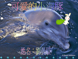1:生活環境  5:預防敵人、有趣行為  2:外型特徵  6:補充資料、感想  3:運動方式 4:食性、繁殖方式 台灣常見的鯨豚 1997年7月，台灣第一艘賞鯨船─海鯨號，在花蓮石梯開航了。這是鯨豚保育的新里程碑，也是台灣人與鯨 豚接觸另一種方式。 台灣的賞鯨多數集中在東北角和東部海域，每年冬天受到東北季風的影響，海上風浪 太大，不適合賞鯨，因此賞鯨的季節集中在4-10月間，再扣除颱風等天候因素影響，每年只有100-150天適合 出海賞鯨。 台灣海域常見的鯨豚有： 瑞式海豚(又稱花紋海豚)--分布於台灣全島海域。阿通伯就是花紋海豚喔，長的就像個修行的長者，身上的 一條條灰白刮痕，是牠們摩擦、爭鬥留下的痕跡，刮痕越多、體色越蒼白表示越年老。 瓶鼻海豚--台灣全島海域可以看到。也就是一般海洋世界所看到的海豚。全身為鉛灰色，上半部的身體顏色 比下半部深。 虎鯨--在台灣的東海岸有他們的蹤跡，但不常見。有著黑、白對比的體色，主要為黑色。 弗式海豚--台灣海域的分布，目前只知在東海岸出現。背鰭在中央背部，呈偏三角形，通常以幾百隻為群體 ，但個性害羞看到時會如逃難般的游離。 飛旋海豚--台灣較常見的海豚、體型比較嬌小，常可以看到他們幾百隻成群的隊伍，喜歡跳出水面，所以常 以身體為中心跳起來旋轉5~7圈，來表現牠們的心情。 熱帶斑點原海豚--出現在台灣全島的海域，身上的斑點會隨年齡增長而越來越多，最特別不一樣的地方是在 背鰭下方的黑色塊面往下凸出，牠也喜歡躍身擊浪，可全身露出海面，產生大片的水花。 花紋海豚 種名-Grampus griseus 英文俗名 Risso's dolphin 中文名稱 花紋海豚 和尚頭 瑞氏海豚 動物界（kingdom Animal）、脊索動物門（phylum Chordata）、哺乳綱（class Mammalia）、鯨目（order Cetacea）、齒鯨亞目（suborder Odontoceti , toothed whales)，海豚科(Delphinidae)、 Grampus 屬 牠們因為和海豚科中的黑鯨類（偽虎，小虎，瓜頭，領航）許多外型特徵相似， 所以也他們也另外在海豚科下面屬於圓頭亞科（(subfamily Globicephalinae)。 http://e-info.org.tw/issue/thesis/issue-thesis01030901.htm （最下面那段）
