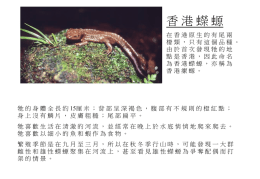 香港蠑螈 在香港原生的有尾兩 棲類，只有這個品種。 由於首次發現牠的地 點是香港，因此命名 為香港蠑螈，亦稱為 香港瘰螈。  牠 的 身 體 全 長 約 15厘 米 ； 背 部 呈 深 褐 色 ， 腹 部 有.