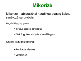 Mikorizė Mikorizė – abipusiškai naudinga augalų šaknų simbiozė su grybais Augalai iš grybų gauna:  • Tirpius azoto junginius • Fiziologiškai aktyvias medžiagas Grybai iš augalų gauna: •