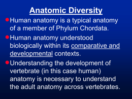 Anatomic Diversity   Human anatomy is a typical anatomy of a member of Phylum Chordata.  Human anatomy understood biologically within its comparative and developmental.