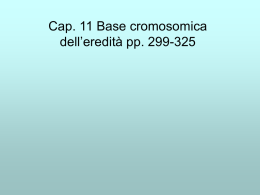 Cap. 11 Base cromosomica dell’eredità pp. 299-325   Riassunto 11. •I geni sono parte dei cromosomi •La meiosi è una divisione cellulare attraverso cui una cellula.