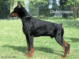 Dobermann  Kiana Van Acker   De Dobermann is afkomstig uit Duitsland  Zijn naam komt van zijn uitvinder meneer Frederic Dobermann Deze hond ging mee om hem te.