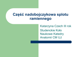 Część nadobojczykowa splotu ramiennego Katarzyna Czech III rok Studenckie Koło Naukowe Katedry Anatomii CM UJ.