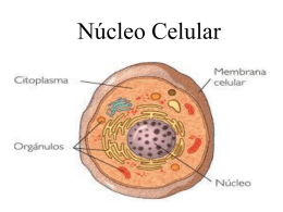 Núcleo Celular   Célula animal Eucarionte:   Célula vegetal Eucarionte:   Célula Procarionte:   O núcleo celular vem do grego nux, que significa semente.  Robert Brown (1773- 1858) descobridor do núcleo celular reconhecer o.