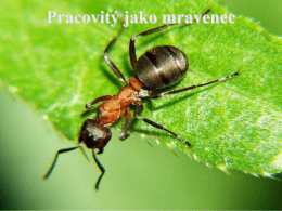 Pracovitý jako mravenec   Popis  Mravenci jsou drobný blanokřídlý hmyz s velikostí od několika milimetrů po několik centimetrů.