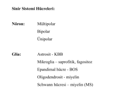 Sinir Sistemi Hücreleri:  Nöron:  Mültipolar Bipolar Ünipolar  Glia:  Astrosit - KBB Mikroglia – saprofitik, fagositoz  Epandimal hücre - BOS Oligodendrosit - miyelin Schwann hücresi – miyelin (MS)   Sinir lifleri ve özellikleri:  Lif.