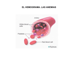 EL HEMOGRAMA. LAS ANEMIAS   Proceso de división de las células madre de la médula ósea para generar los elementos formes de la.