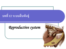 บทที่ 12 ระบบสื บพันธุ์ Reproductive system Reproductive system นักศึกษาจะได้เรี ยนรู้เกี่ยวกับความสาคัญของระบบสื บพันธุ์ ในร่ างกายสัตว์ เข้าใจถึงส่ วนประกอบ และหน้าที่ของอวัยวะ สื บพันธุ์สตั ว์เพศผู้ และสัตว์เพศเมีย รู้จกั ฮอร์ โมนเพศชนิดต่างๆ และหน้าที่ของฮอร์ โมนเพศที่สาคัญแต่ละชนิด.