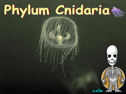 อ.แน็ต Phylum Cnidaria  • สัต ว์หลายเซลล์ก ลุ่ม แรกที่ มีเ นื้อ เยื่ อ แท้จ ริ ง มีท่ อ อาหารและ ระบบประสาท สมมาตรแบบ radial symmetry •