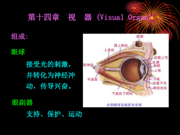 第十四章  视  组成: 眼球 接受光的刺激，  并转化为神经冲 动，传导兴奋。 眼副器 支持、保护、运动  器 (Visual Organ)   第一节  眼  球(eyeball)  位于眶内，后连视神经。 前极 后极 结构  赤道 眼轴  视轴   二、眼球的构造 眼球壁 纤维膜 血管膜 视网膜  眼球内容物 房水 晶状体 玻璃体   * 一、眼球壁 （一） 眼球纤维膜 1、角膜 cornea 位于纤维膜前1/6，无色透明，无血管 神经分布：三叉神经 角膜反射 营养：周围的毛细血管、  泪液和房水 作用：屈光作用   2、巩膜 sclera 位于纤维膜后5/6，白色不透明，厚而坚韧 作用：保护眼内容物，维持眼球形态 巩膜沟 * 巩膜静脉窦 (sinus venous sclerae)  巩膜筛板   （二）眼球血管膜 富有血管、神经和色素，呈棕黑色。 作用：营养、遮光作用   1、虹膜 iris 圆盘状薄膜 两种平滑肌 瞳孔括约肌 瞳孔开大肌 瞳孔 眼房   2、睫状体ciliary body 前:睫状突  睫状小带  后:睫状环 作用：调节晶状体屈度、 产生房水  3、脉络膜choroid 占血管膜后2／3 作用：营养及吸收散射光  晶状体   （三）视网膜 retina 色素上皮层 视(感光)细胞 神经层  双极细胞 节细胞  视网膜盲部  虹膜部 睫状体部  视网膜脉络膜部--视部   * 特殊结构： 视神经乳头（视神经盘） 生理性盲点 无感光细胞 黄斑 视神经盘颞侧稍偏下方3.5mm，由密 集视锥细胞构成  中央凹 黄斑中央的凹陷，无血管。 视神经 视(感光)细胞  双极细胞  节细胞    * 二、眼球的内容物.