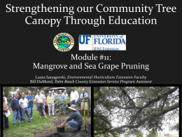 Strengthening our Community Tree Canopy Through Education Module #11: Mangrove and Sea Grape Pruning Laura Sanagorski, Environmental Horticulture Extension Faculty Bill DuMond, Palm Beach County.