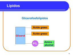 Lípidos  Glicerofosfolípidos Ácido graso Glicerol  Ácido graso  PO4  Amino alcohol   Glicerofosfolípidos Los Glicerofosfolípidos, • Son los lípidos mas abundantes en las membranas celulares. • Están compuestos de glicerol, dos ácidos.