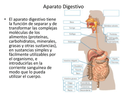 Aparato Digestivo • El aparato digestivo tiene la función de separar y de transformar las complejas moléculas de los alimentos (proteínas, carbohidratos, minerales, grasas y otras sustancias), en.