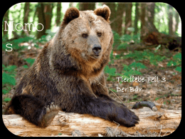 Momo s Tierliebe Teil 3 Der Bär Für bedrohte Wildtiere brechen wieder bessere Zeiten an, darunter befinden sich auch die Braunbären.