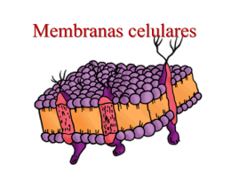 Membranas celulares Funciones de las membranas celulares. Paso de sustancias. Mensajeros químicos. Receptores 1.