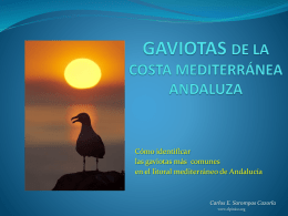 Cómo identificar las gaviotas más comunes en el litoral mediterráneo de Andalucía  Carlos E.