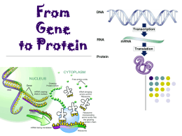 From Gene to Protein Chapter 17.   Defining a gene… “Defining a gene is challenging because… gene RNA  •tRNA •rRNA  protein  •mRNA  polypeptide 1  combine w/ other polypeptides   The “Central Dogma”   How do we move information from DNA.