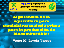 UBBMP Bioquímica y Biología Molecular de Plantas  El potencial de la agricultura para suministrar materia prima para la producción de biocombustibles Víctor M.