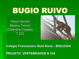 BUGIO RUIVO Flávia Goulart Bibiana Tronco Caliandra Crestani T 232  Colégio Franciscano Sant’Anna – BIOLOGIA  PROJETO: VERTEBRADOS & CIA.