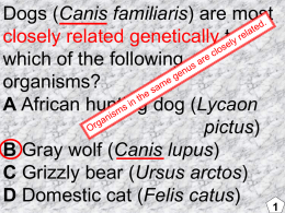 Dogs (Canis familiaris) are most closely related genetically to which of the following organisms? A African hunting dog (Lycaon pictus) B Gray wolf (Canis lupus) C Grizzly.