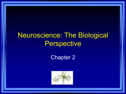 Neuroscience: The Biological Perspective Chapter 2   Chapter 2 Learning Objective Menu • • • • • • • • • • • • • •  LO 2.1 LO 2.2 LO 2.3 LO 2.4 LO 2.5 LO 2.6 LO 2.7 LO 2.8 LO 2.9 LO 2.10 LO 2.11 LO 2.12 LO.