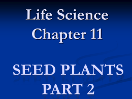 Life Science Chapter 11 SEED PLANTS PART 2   Advanced Seed Producing   Advanced Seed Producing Vascular Plants  Class: Gymnospermae  Class: Angiospermae  Subclass: Monocotyledoneae  Subclass: Dicotyledoneae   Advanced Seed Producing Vascular.