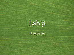 Lab 9 Bryophytes Land Plants • General features of the green plants • Common name: Land plants • Synonyms: Embryophytes, Kingdom Plantae • Habitat: Terrestrial, some.