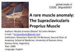 global.anato.cl CODE: 3Hgce00001  A rare muscle anomaly: The Supraclavicularis Proprius Muscle Authors: Nicolás Ernesto Ottone* & Carlos Medan. E-mail: *nicolasottone@gmail.com Institution: Dissection Team (Dr VH Bertone), Second.