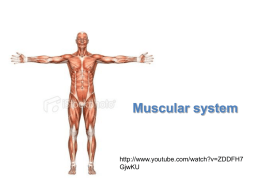 Muscular system  http://www.youtube.com/watch?v=ZDDFH7 GjwKU Lesson Overview  The Muscular System  Muscle Tissue What are the principal types of muscle tissue?