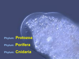 Phylum:  Protozoa  Phylum:  Porifera  Phylum:  Cnidaria An Illustration for the students who aspire for medical studies.  Single celled organism  Locomotion is effected by pseudopodia , cilia ,flagellum. Nutrition.