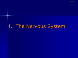 chapter 4  I. The Nervous System Nervous System [p116]      Gathers and processes information Produces responses to stimuli Coordinates workings of different cells Consists of 2