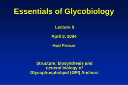 Essentials of Glycobiology Lecture 8 April 8, 2004 Hud Freeze  Structure, biosynthesis and general biology of Glycophospholipid (GPI) Anchors.