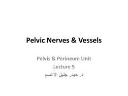 Pelvic Nerves & Vessels Pelvis & Perineum Unit Lecture 5   حيدر جليل األعسم . د 