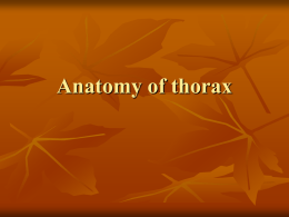 Anatomy of thorax   Landmarks – anterior view        Supresternal notch Angle of Louis – cartilage of the 2nd rib Xifoid apendix Subcostal angle Thoracic lateral wall         Ribs 7, 8,