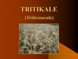 TRITIKALE (Triticosecale)   Hospodářský význam tritikale  Tritikale je nový druh syntetické obilniny, který vznikl hybridizací pšenice se žitem.  Tritikale se využívá především ke krmení.