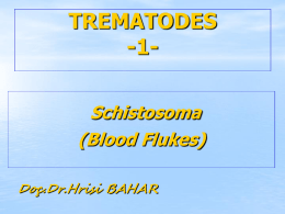 TREMATODES -1Schistosoma (Blood Flukes) Doç.Dr.Hrisi BAHAR   Class Trematoda (Flukes) General characteristics ►They are dorsoventrally flattened with an  oval to lancet shape. ► Others have different shapes such as the  threadlike.