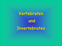 Vertebrates and Invertebrates The Animal Kingdom: Vertebrates and Invertebrates By:  Sharon Kallaji and Heather Milewski All living things can be put into one of five groups called Kingdoms. The five.