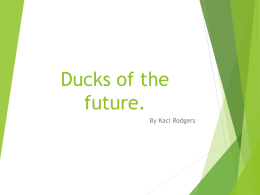 Ducks of the future. By Kaci Rodgers Planet Rainforest 2. What kind of climate does your planet have? Planet rainforest’s climate is wet and.