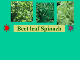 Beet leaf Spinach includes spinach beet, spinach, fenugreek etc  Uses • Highly nutritious and rich sources of vitamin A and C and minerals.