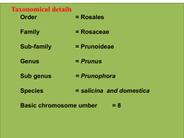 Taxonomical details Order  = Rosales  Family  = Rosaceae  Sub-family  = Prunoideae  Genus  = Prunus  Sub genus  = Prunophora  Species  = salicina and domestica  Basic chromosome umber  =8