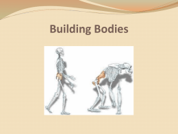 Building Bodies   Students will...  identify key anatomical similarities and differences between the great apes and humans.  infer likely anatomical features in ancient.